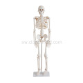 Ukubwa wa Skeleton 85CM Tall